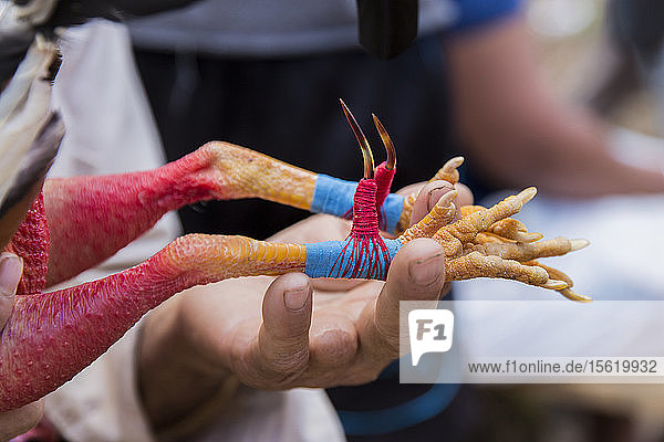 Nahaufnahme einer Kralle  die vor dem Hahnenkampf am Hahn befestigt wird  Vinales  Provinz Pinar del Rio  Kuba