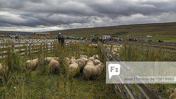 Jährlicher Herbsttrieb und Sortierung der Schafe in Svinavatn  Island. Jedes Jahr im September werden mehr als 10 000 isländische Schafe nach Hause getrieben  nachdem sie den ganzen Sommer über frei in den Bergen und Tälern geweidet haben. Dieser Schafstrieb  Rettir genannt  ist eine der ältesten kulturellen Traditionen Islands.