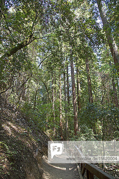 Etwa 400 Hektar entlang des Austin Creek in der Nähe von Guerneville  Kalifornien  sind mit uralten Küstenmammutbäumen beschattet  die im Sommer ein kühles Refugium und einen gemäßigten Regenwald bilden  der durch häufigen Küstennebel ermöglicht wird. Diese Sequoia sempervirens gelten als die höchsten lebenden Bäume der Erde.