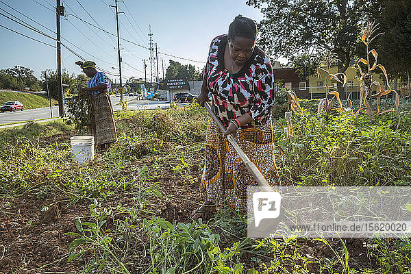 Haltet Hatungimana swinging hoe and Jeanne Nyibizi harvest peanuts on a plot of land in Decatur GA. They are refugees from Burundi and sell their produce through Global Growers.