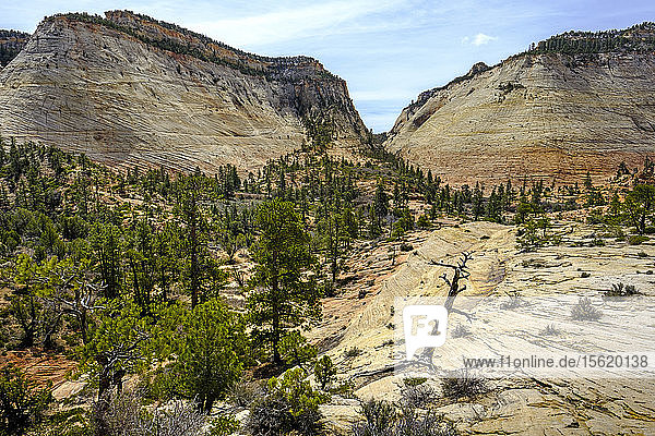 Majestätische Landschaft mit Hügeln und Wäldern  Zion National Park  Utah  USA