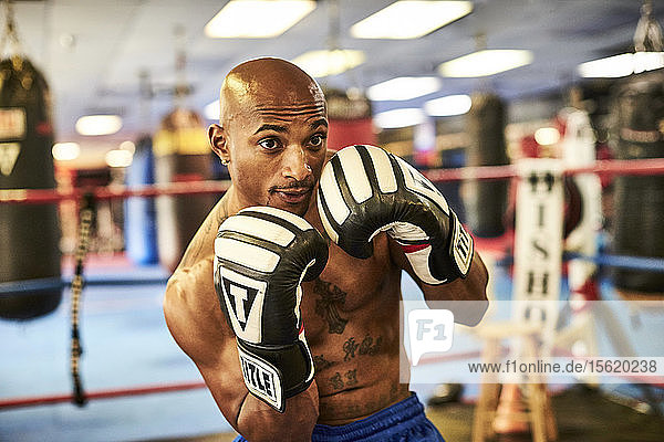 Front view of male boxer training inside boxing ring  Taunton  Massachusetts  USA