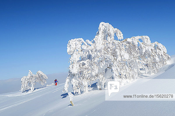 A male backcountry skier in colorful clothing is hiking through a mountain landscape with snow covered trees near the ski resort of Kiroro on Hokaido Japan. He is in beautiful sunny weather on his way to the summit of Yoichi dake a 4 484 ft high volcano. Hokkaido the north island of Japan is geographically ideally located in the path of consistent weather systems that bring the cold air across the Sea of Japan from Siberia. This results in many of the resorts being absolutely dumped with powder that is renowned for being incredibly dry. Some of the Hokkaido ski resorts receive an amazing average of 14-18 metres of snowfall annually! Kiroro flies under the radar relative to some of the high profile Hokkaido ski resorts nearby but the lack of crowds is an advantage for discerning powderhounds who make the most of the abundant snow and the tree skiing. Kiroro was mentioned as one of the 20 must visit destination in Best of the World 2016 of National Geographic Traveler.