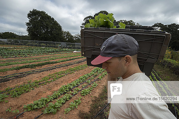 Aluma Farm  Atlanta  Georgia. Owner Andy Freeburg harvesting arugula and white turnips. He started the farm last year and sells to local restaurants.