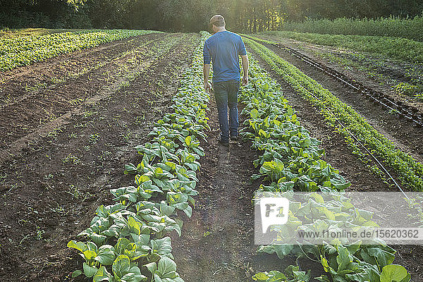 Love is Love Farm  Atlanta Georgia. Farmmanager Maxwell Davenport auf der Farm. Die Farm ist eine der ältesten zertifizierten Bio-Farmen in Georgia und wird von Gaia Gardens  einer lokalen Wohngemeinschaft  gepachtet.