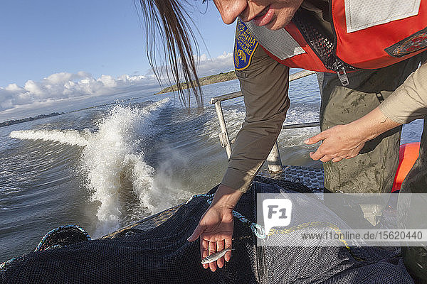 Die Umweltwissenschaftlerin Lauren Damon vom California Department of Fish and Wildlife führt im Frühjahr ein Kodiak-Schleppnetz für Delta Smelt im kalifornischen Delta bei Antioch  CA  durch. Sie fanden nur einen erwachsenen Fisch. Ihre Assistentin ist Chelsea Lewis. Hier fingen sie einen kleinen Lachs auf dem Weg ins Meer.
