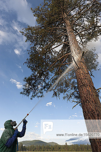 Spraying a carbamate insecticide on a ponderosa pine tree near Seeley Lake  Montana to protect against the mountain pine beetle. This is the only way to protect high value trees near a property or campground. It lasts for about a year. The company doing the work is Monture Creek Land Management  Inc.