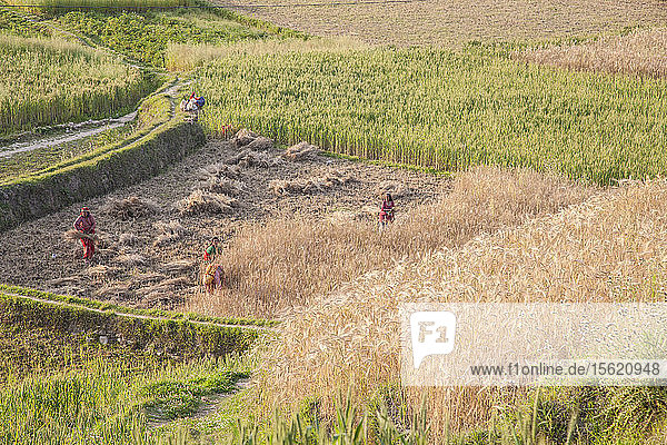 Die gespendeten Hilfsgüter reichen vielleicht für die nächsten Wochen. Aber was ist  wenn die Hilfe endlich aufhört zu fließen? Man muss weiterleben  sich mit der harten Realität abfinden und Land für den Anbau von Feldfrüchten bewirtschaften  wie wir es immer getan haben  so die Bewohner von Lele. Das Dorf Lele  16 km von Patan entfernt. Nepal.