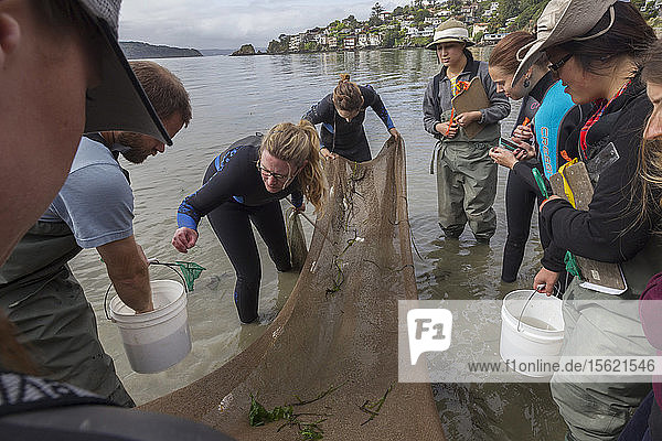 Klasse für Feuchtgebietsökologie  San Francisco State University  Tiberon  CA. Die Schüler suchten mit einer Wade nach Tieren in den Seegraswiesen.