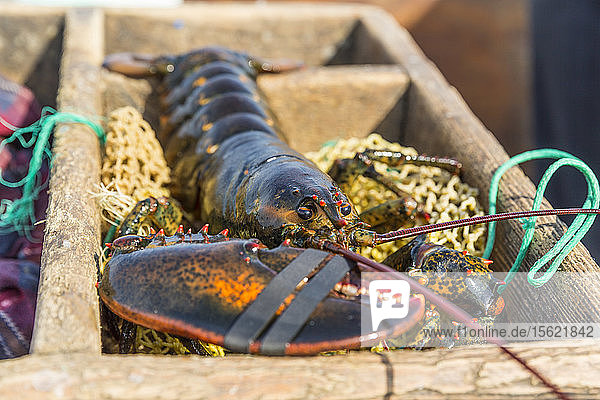 Ein kürzlich gefangener Hummer auf einem Köderbeutel bei der Friendship Lobster Co-op in Friendship  Maine