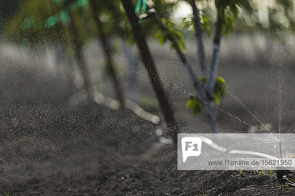 Mikro-Sprinkler in einem Kirschgarten  Riverdale  CA