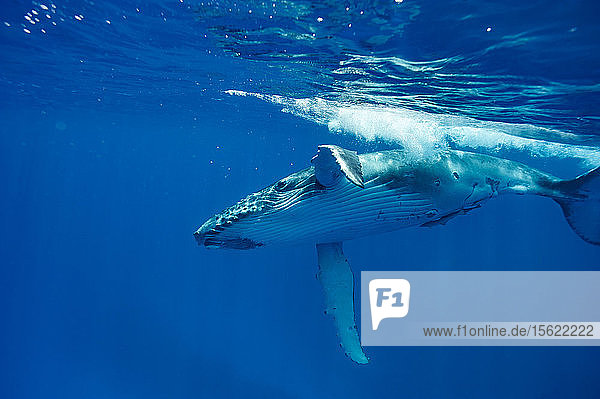 Buckelwale schwimmen im Meer  Königreich Tonga  Inselgruppe Ha'apai  Tonga
