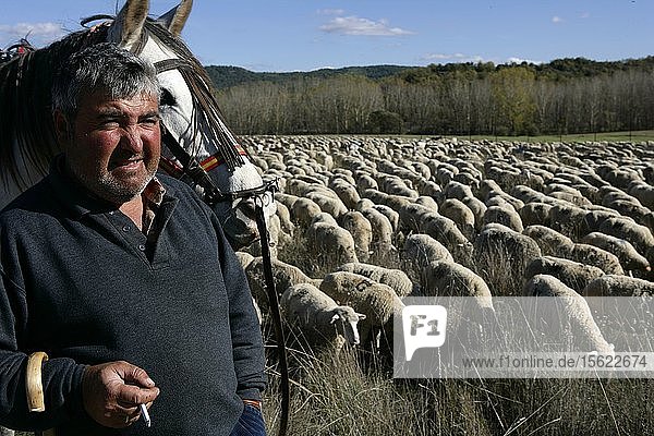 Transhumanz Schafe ab  wenn die ersten Fröste in der Provinz Cuenca kommen. Ende estreme?ï¿½as Land