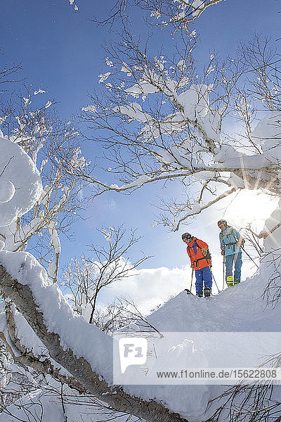 Eine Freeriderin und ein Freerider stehen auf einem schneebedeckten Baum und suchen nach der besten Piste für die Abfahrt vom Vulkan Annupuri im Skigebiet Niseko United. Der Schnee auf der japanischen Insel Hokkaido ist so weich  dass er ein Paradies für Tiefschneefahrer ist. Niseko United besteht aus vier Skigebieten auf einem Berg  dem Annupuri (1.308 m). Der 100 km südlich von Sapporo gelegene Niseko Annupuri ist ein Teil des Quasi-Nationalparks Niseko-Shakotan-Otaru Kaigan und der östlichste Park der Niseko-Vulkangruppe. Hokkaido  die nördliche Insel Japans  liegt geografisch ideal in der Bahn der beständigen Wettersysteme  die die kalte Luft aus Sibirien über das Japanische Meer bringen. Dies führt dazu  dass viele der Skigebiete mit Pulverschnee überhäuft werden  der für seine unglaubliche Trockenheit bekannt ist. In einigen der Skigebiete Hokkaidos fallen durchschnittlich 14-18 Meter Schnee pro Jahr. Niseko ist die Pulverschneehauptstadt der Welt und als solche das beliebteste internationale Skigebiet in Japan. Es bietet ein unvergessliches Erlebnis für Skifahrer und Snowboarder aller Niveaus.