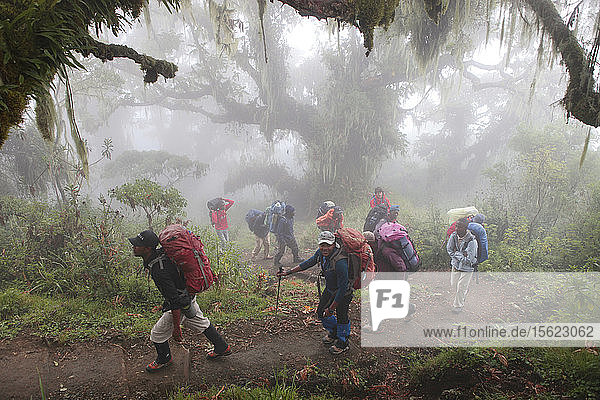 Wanderer  Träger und Führer in einem mystischen Regenwald auf dem Weg zum Mount Meru  einem Berg im Arusha-Nationalpark in Afrika  in der Nähe des Kilimandscharo. Der Kilimandscharo mit seinen drei Vulkankegeln Kibo  Mawenzi und Shira ist ein ruhender Vulkanberg in Tansania. Er ist der höchste Berg Afrikas und erhebt sich von seiner Basis aus etwa 4.877 Meter auf 5.895 Meter über dem Meeresspiegel. Der Berg ist Teil des Kilimandscharo-Nationalparks und ein beliebtes Ziel für Bergsteiger. Der Berg war wegen seiner schwindenden Gletscher Gegenstand zahlreicher wissenschaftlicher Studien. 80 km westlich des Kilimandscharo liegt ein oft übersehener  aber spektakulärer Vulkan - der Mount Meru. Die Menschenmassen  die den Kilimandscharo plagen können  gibt es hier nicht  so dass eine ruhige  friedliche Wanderung möglich ist. Mit einer Höhe von 4.565 m (14.980 Fuß) eignet sich der Meru hervorragend zum Aufwärmen für den Kilimandscharo (19.341 ft/5.895 m). Der Mount Meru liegt im Zentrum des Arusha-Nationalparks  einem wunderschönen Gebiet mit einer Vielzahl von Lebensräumen  in denen es von Wildtieren wimmelt. An den unteren Hängen des Berges und innerhalb des Parks besteht eine gute Chance  Tiere zu beobachten. Ein bewaffneter Ranger begleitet Ihre Gruppe auf der ersten Etappe  um sie vor Bedrohungen durch Wildtiere zu schützen. Der Weg folgt dem Nordrand des Kraters  entlang eines dramatischen Bergrückens. Auf dem Gipfel angekommen  ist der Blick auf den Kilimandscharo und den Meru-Krater unvergesslich.