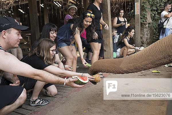 Besucher halten den Elefanten Früchte und Kürbisse hin  Chiang Mai  Thailand