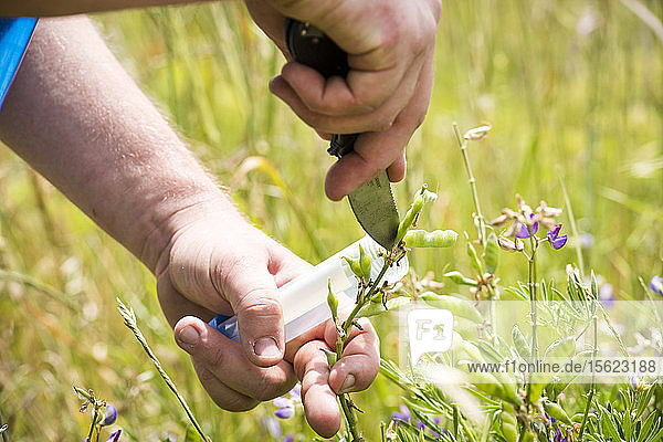 A person taking flower samples on the Lost Coast