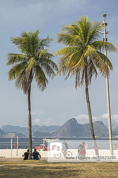 Palmen und ein Mann auf dem Fahrrad im Freizeitgebiet Aterro do Flamengo  Blick auf Praia do Flamengo und Niteroi im Hintergrund  Rio de Janeiro  Brasilien