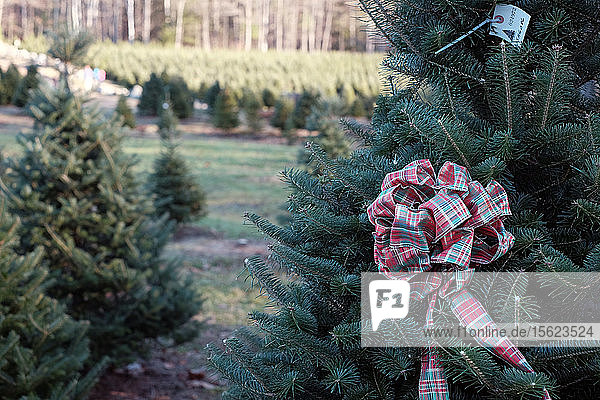 Ribbon on Christmas tree at farm denotes someone claimed this tree