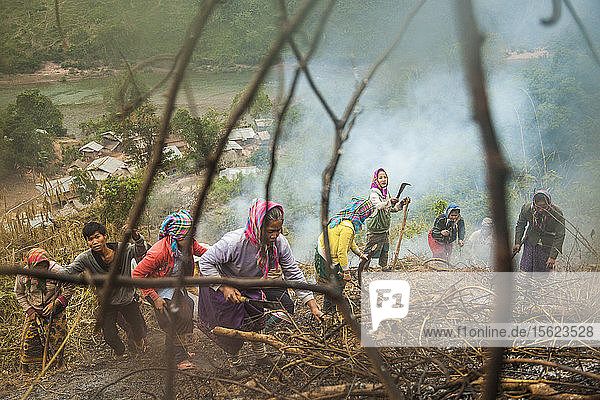 Frauen zerkleinern und verbrennen den Hang oberhalb von Muang Va  Laos  um Platz für eine provisorische Umsiedlungsstelle für ihre Häuser zu schaffen. Die Stadt wird durch den Staudamm Nr. 6 des Nam Ou-Flusses vollständig überflutet werden  und die von der Regierung vorgesehene Umsiedlung in der Nähe von Hat Sa wird nicht rechtzeitig abgeschlossen sein.