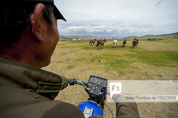 A Mongolian Farmer Brings His Horses To The Field By Riding On The Motorcycle  Mongolia