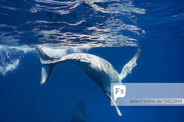Humpback whales swimming in ocean Kingdom of Tonga Ha'apai Island group Tonga