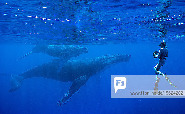Schnorchlerin beim Fotografieren von Buckelwalen im Meer  Königreich Tonga  Inselgruppe Ha'apai  Tonga