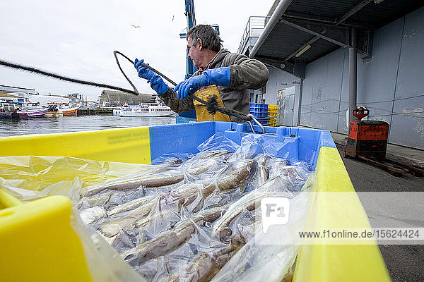 Der Fischereihafen von Keroman ist einer der größten Fischereihäfen Frankreichs. Dieser Hafen ist das ganze Jahr über für alle Arten von Fischfang bereit. Lorient  Keroman  U-Boot-Stützpunkt  Bretagne  Frankreich.