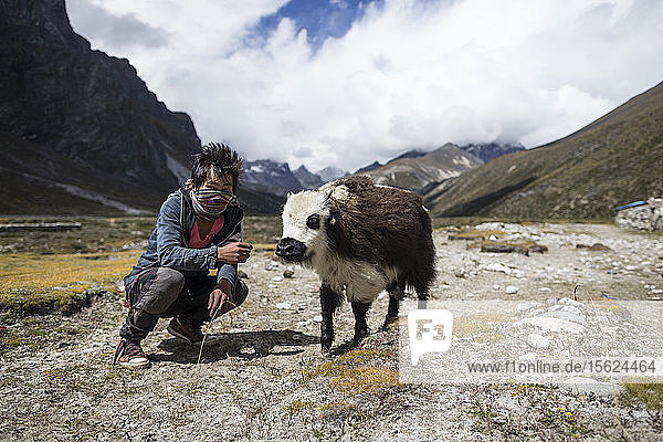 The Nepalese rely of Yaks to carry heavy loads up and down the Himalayan trails  this young Nepali male takes an injured baby Yak to another village for treatment  Pheriche Valley  Solu Khumbu  Nepal