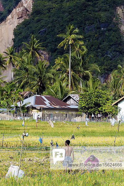 Menschen arbeiten in einem Reisfeld mit Palmen im Hintergrund  Banda Aceh  Sumatra  Indonesien