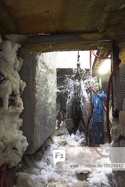 Large yellowtail are cleaned below deck of a commercial fishing boat in San Diego California USA
