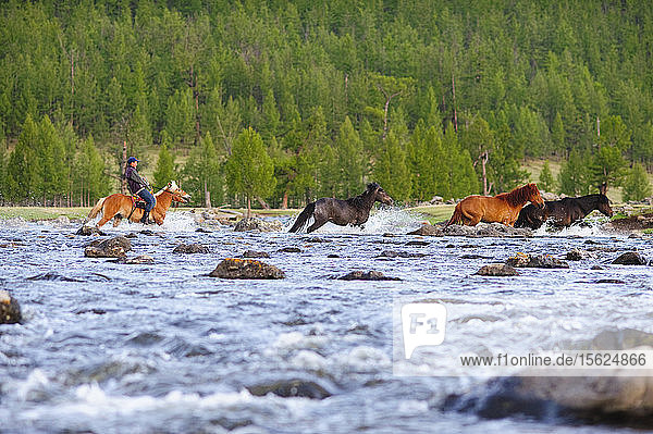 A Mongolian Farmer Crosses The River While Herding His Horses Mongolia