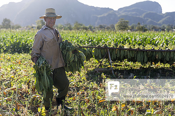 Portrait of mature man harvesting tobacco in plantation  Vinales  Pinar del Rio Province  Cuba