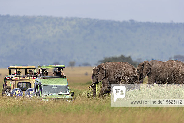Nature photograph with view of two African elephantsï¿½(Loxodontaï¿½africana)ï¿½near safari cars  Serengeti National Park  Mara Region  Tanzania