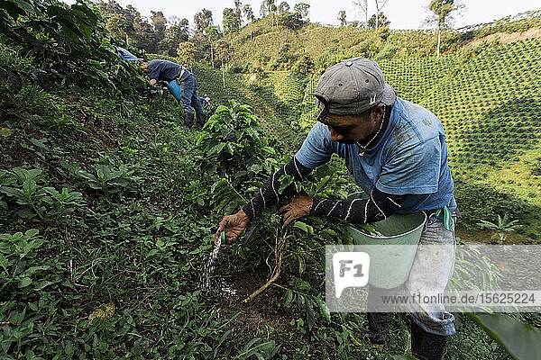 A young man pours fertilizer at the base of young coffee plants on a coffee farm in rural Colombia.
