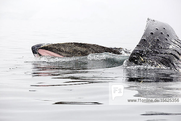 Foto eines Buckelwals (Megaptera novaeangliae)  der in der Wilhelmena Bay auf der Antarktischen Halbinsel schwimmt und sich von Krill ernährt. Die Wale wandern im Sommer hierher  um sich vom Krill zu ernähren. Der Krillbestand ist um über 50 % zurückgegangen. Sie ernähren sich von Algen  die auf der Unterseite des Meereises wachsen. Wenn das Meereis schmilzt  gehen sowohl Algen als auch Krill zurück.