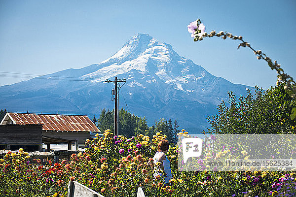 Eine Frau geht an einem sonnigen Tag durch ein Feld mit bunten Blumen  mit dem Mount Hood im Hintergrund.