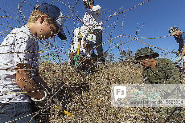 Freiwillige Helfer von Save the Bay jäten invasive Arten im Byxbee Park  Palo Alto  CA. Bei den invasiven Arten handelte es sich um Senf  Fenchel und Knabenkraut (Dittrithia grabbiness).