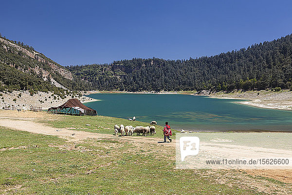 Young kid/sheperd with his sheeps going back to his tent in the atlas mountain with a beautiful blue lake in the background. Morocco