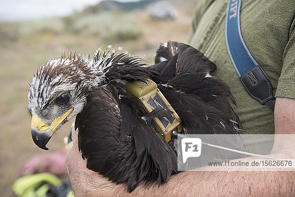 Ein Biologe hält einen jungen Steinadler mit einem Satellitenortungsgerät auf dem Rücken
