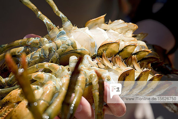 A couple of lobsters belly up being held in a hand