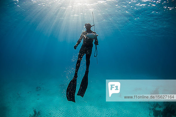 Diver surfacing after spearing hogfish while spearfishing in ocean  Clarence Town  Long Island  Bahamas