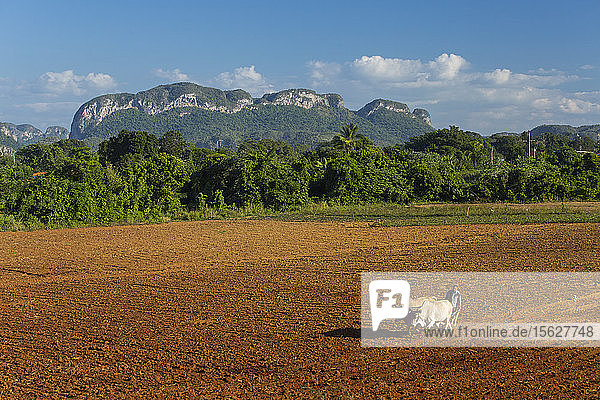Landwirt pflügt ein Feld mit Ochsen in der Nähe von Vinales  Kuba  mit Kalkstein Magotes im Hintergrund. Vinales  Kuba