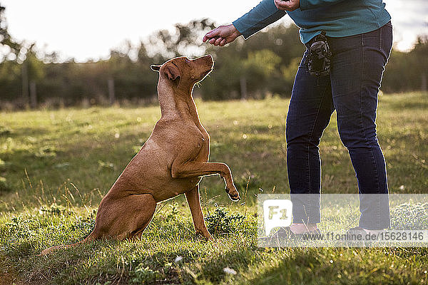 Frau trainiert einen Vizla-Hund mit hochgezogener Pfote auf einer Wiese sitzend.