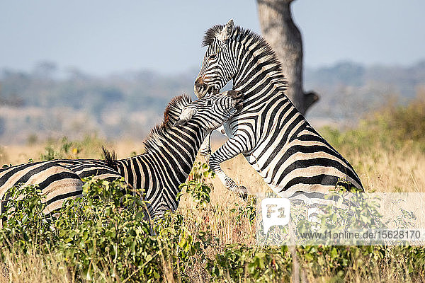 Zwei Zebras  Equus quagga  spielen zusammen  wobei sie auf den Hinterbeinen stehen und sich aufbäumen.