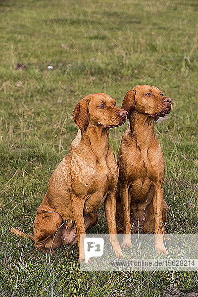 Porträt von zwei Vizla-Hunden  die nebeneinander auf einer Wiese sitzen.