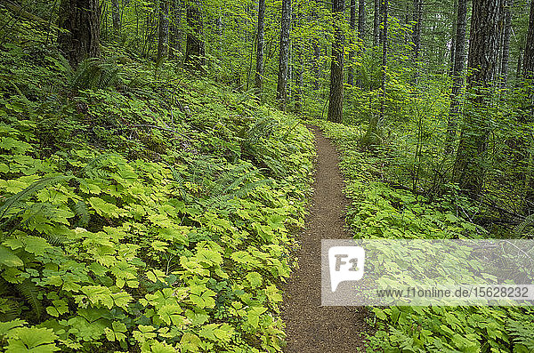 Der Pacific Crest Trail erstreckt sich durch üppigen und grünen Wald  den Gifford Pinchot National Forest.