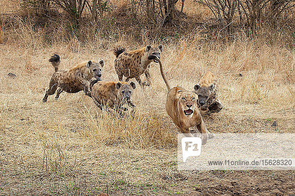 Eine Löwin  Panthera leo  läuft mit zurückgelegten Ohren und offenem Maul vor Tüpfelhyänen  Crocuta crocuta