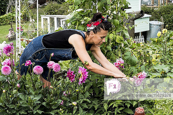Frau steht in einem Garten und pflückt rosa Dahlien.