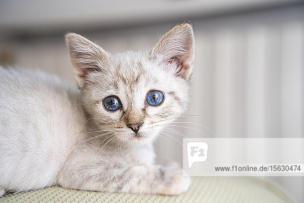 Nahaufnahme-Porträt eines süßen kleinen Kätzchens  das zu Hause auf dem Sofa sitzt